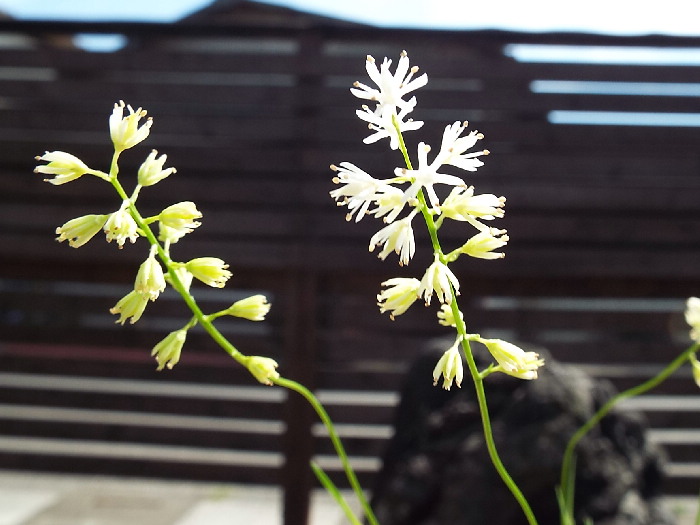 花セキショウ 花石菖 山野草 販売 通販サイト 山太屋盆栽オンラインショップ